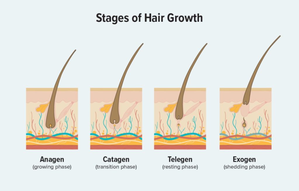 Understanding the Hair Growth Cycle