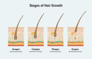 Understanding the Hair Growth Cycle