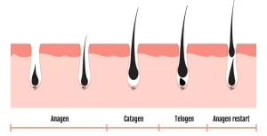 Understanding The Hair Growth Cycle