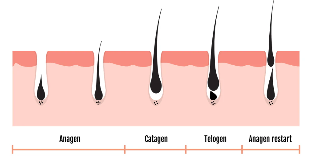 Understanding The Hair Growth Cycle